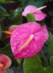 anthurium
