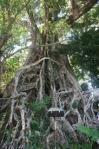 banyantree