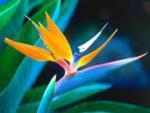 birdofparadise