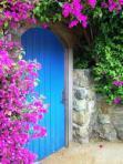 bougainvilla