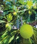 breadfruittree