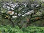 monkeypodtree