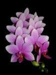 orchid