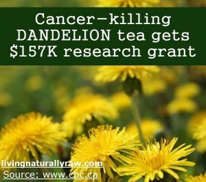 Cancer Killing Dandelion Tea Gets $157K Research Grant