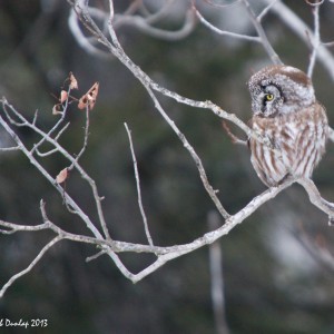 boreal owl