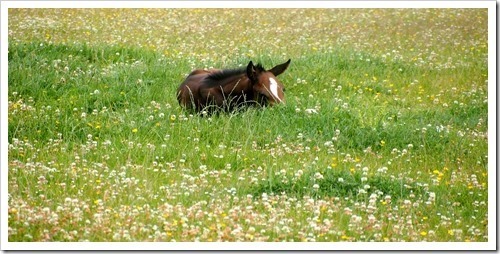 22 July 6 17-07-2013 12-46-22