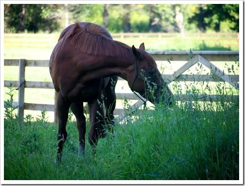 21 July 4 06-07-2013 09-48-41