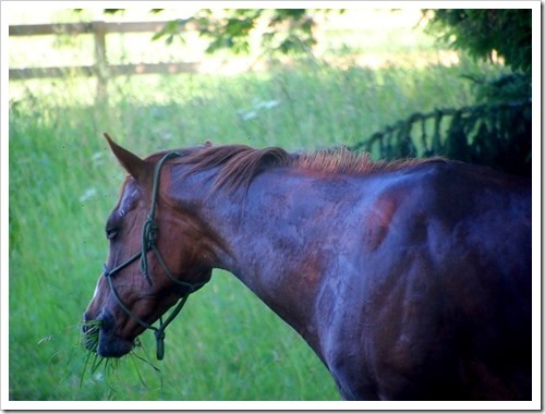 19 July 11 19-07-2013 08-59-11