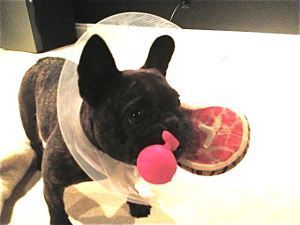 As much as she hated the cone of shape, it did have its uses.