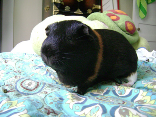 No more tweest! I loved that video. And I totally have that Beswick figure...and the book, I read the book. I read.