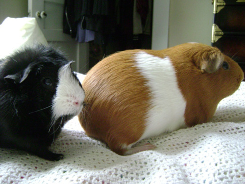 I feel a little guilty putting up a picture of Thaddeus with Pickles because Pammy is the Bianca to his Bernard. 