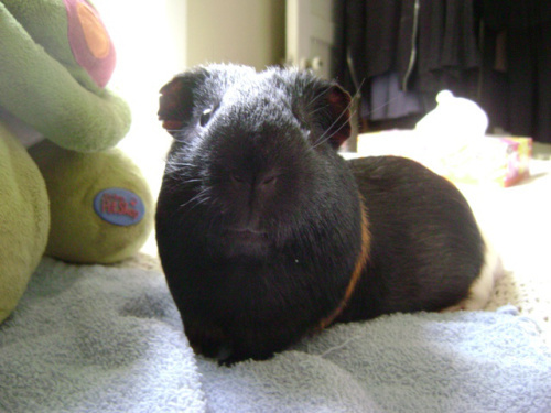 Belvedere! I miss Belvedere! 