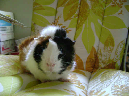 I miss Mortemer too. 