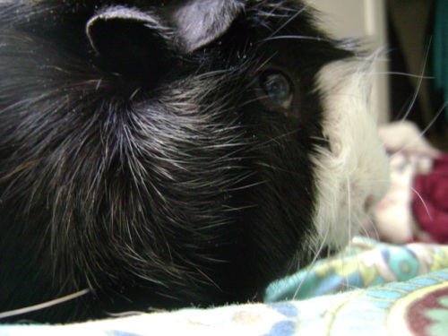 I don't have to miss Thaddeus because I can hear him whistling right now. Phew.