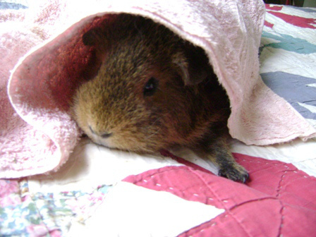 A few days ago I saw a guinea pig on a rescue animals show, his name was Stephen, and he had bacterial pneumonia just like Tiggy. I knew he was going to die, but I hoped that I could learn something for the next time bacterial pneumonia comes to steal a pig. I didn’t learn anything and he did die. It just sucks that very little is or can be done for pigs in that situation. It’s not like they haven’t helped out myriad humans by being test animals. Although, when the rest of the herd showed symptoms after Twiglet passed, I did manage to get their situations under control and no other pigs died, I’m pretty proud of that desperate and horrible six weeks of giving them antibiotics and especially Thaddeus’ last x-ray that showed no fluid in his lungs whatsoever.