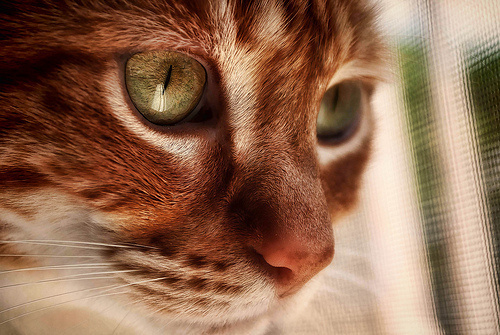 CatFaceJTSiemer