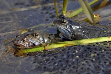 Atrazine babies? (Photo philip kinsey/Fotolia)