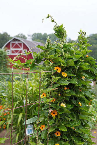 Visiting Seed Savers Heritage Farm in Decorah,...