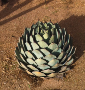 Make up your own metaphor about this agave. Nope, it's not an artichoke.