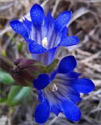  Gentian, known for its blue color and delicate flavor.