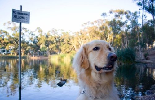Rhythm is thinking about swimming.