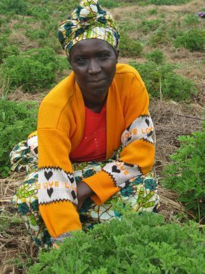 Harvesting geranium plants to sell oil from the plants to the perfume industry.