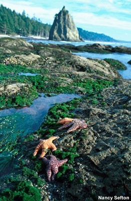 Rich life in intertidal zones