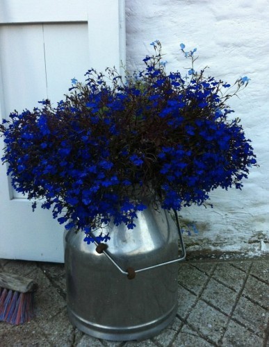 The inspiration image