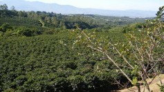 Plantation of the drug on Costa Rica