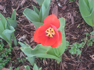tulip in my yard