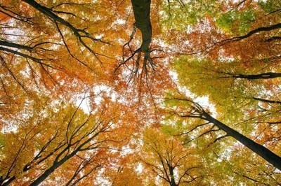 Giornate delle foreste, polmoni della Terra