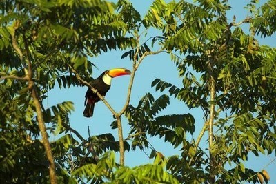 Un tucano in una foresta del Mato Grosso, in Brasile