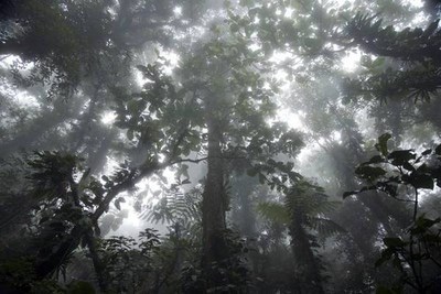 Foreste in Brasile