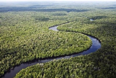 La foresta di Sungai Sembilang, in Indonesia