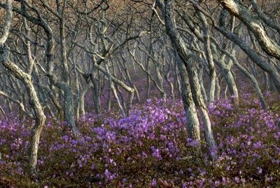 La foresta di Lazorskiy, in Siberia
