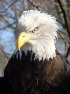 Every year, on the anniversary of the Great Quake, the eagles return to Reelfoot Lake. Are they the reincarnation of Kalopin and his tribe?