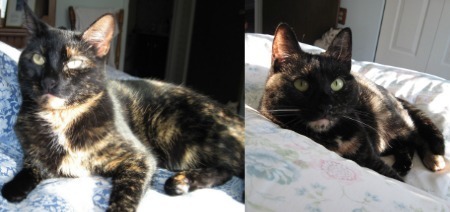 sleeping_arrangements_with_cats