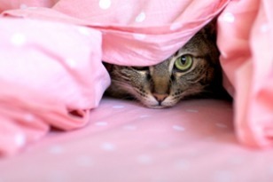 cat_hiding_under_covers