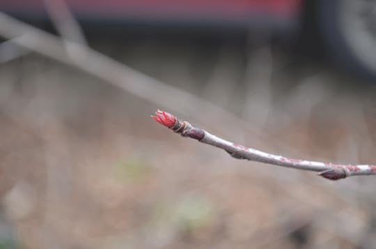 Aronia leaves emerging