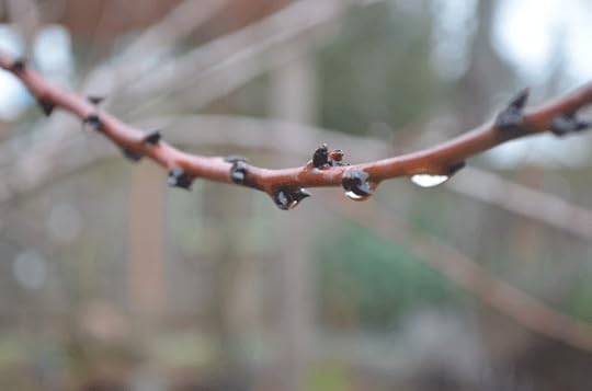 Counting my apricots before the buds have even opened