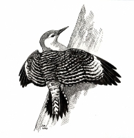 melanerpes_carolinensis1-tiff_thumb