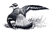 charadrius_vociferus_bna-tiff_thumb