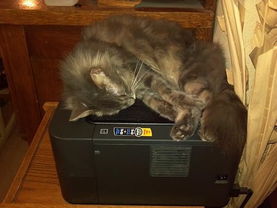 picture of our cat Stormy sleeping on the printer