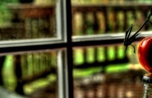 winn_collier_writer_charlottesville_tomato