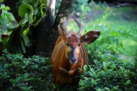 Bongo