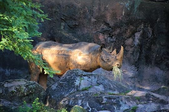 Black Rhino