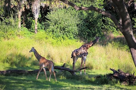Giraffes (look at the baby!!)