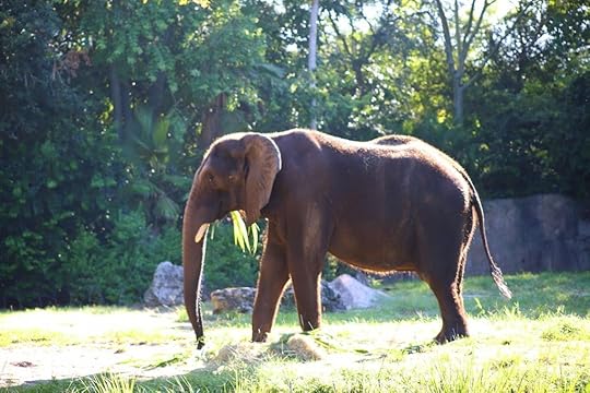 Bull Elephant