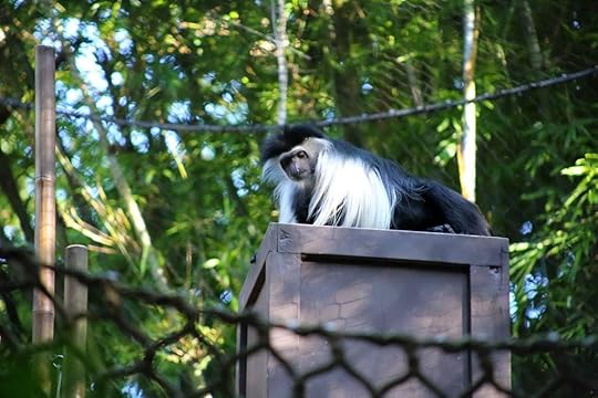 Colobus Monkey