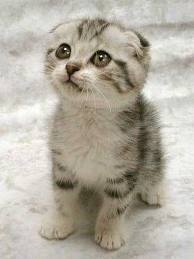 kitten